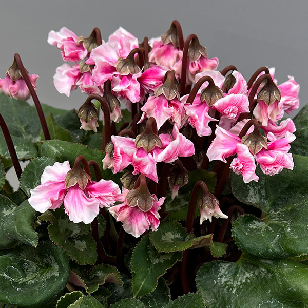 シクラメン:大内園芸さんの天使のはね 極上弁化株シリーズ(25-07)5号鉢植え【現品販売】