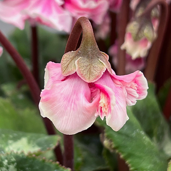 シクラメン:大内園芸さんの天使のはね 極上弁化株シリーズ(25-07)5号鉢植え【現品販売】