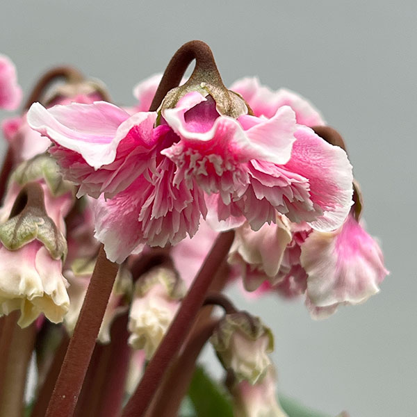 シクラメン:大内園芸さんの天使のはね 極上弁化株シリーズ(25-07)5号鉢植え【現品販売】