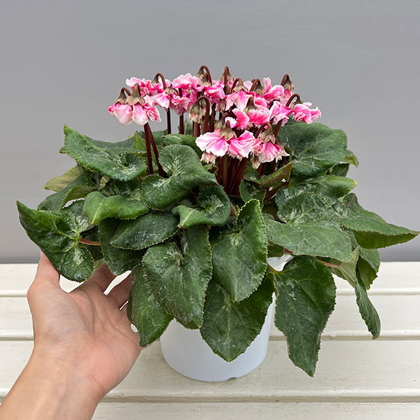 シクラメン:大内園芸さんの天使のはね 極上弁化株シリーズ(25-07)5号鉢植え【現品販売】