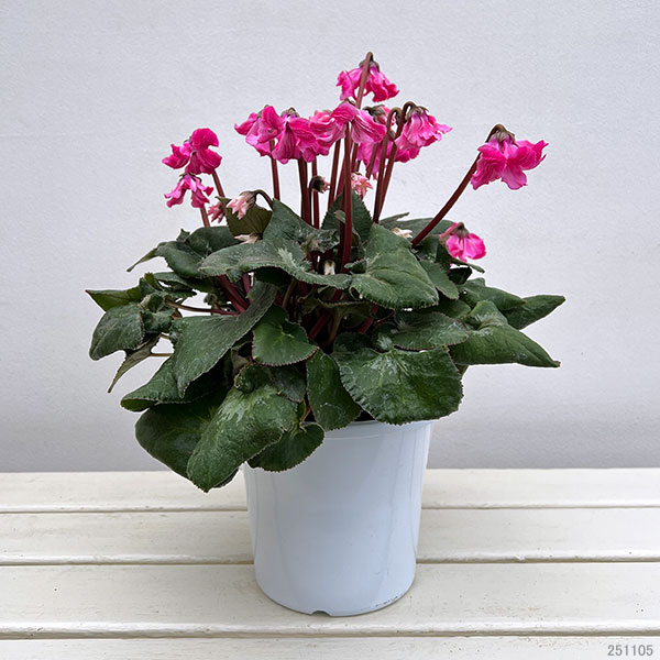 シクラメン:大内園芸さんの天使のはね 極上弁化株シリーズ(25-11)5号鉢植え【現品販売】