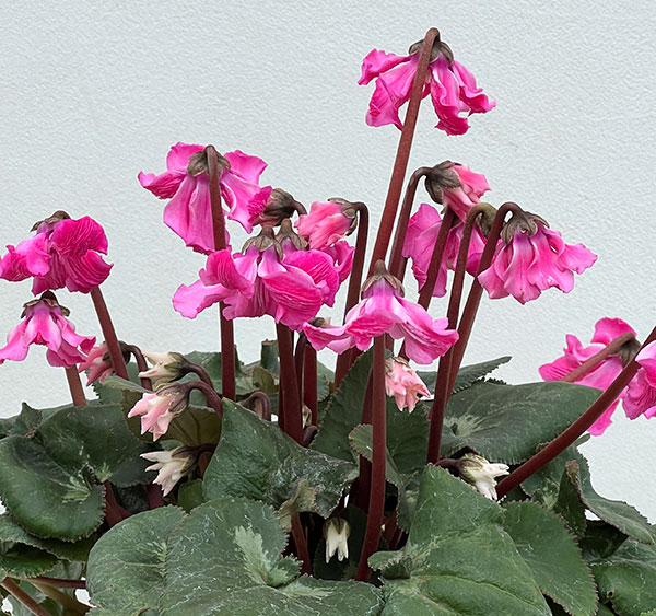 シクラメン:大内園芸さんの天使のはね 極上弁化株シリーズ(25-11)5号鉢植え【現品販売】