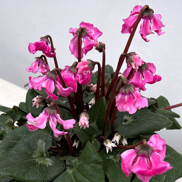 シクラメン:大内園芸さんの天使のはね 極上弁化株シリーズ(25-11)5号鉢植え【現品販売】