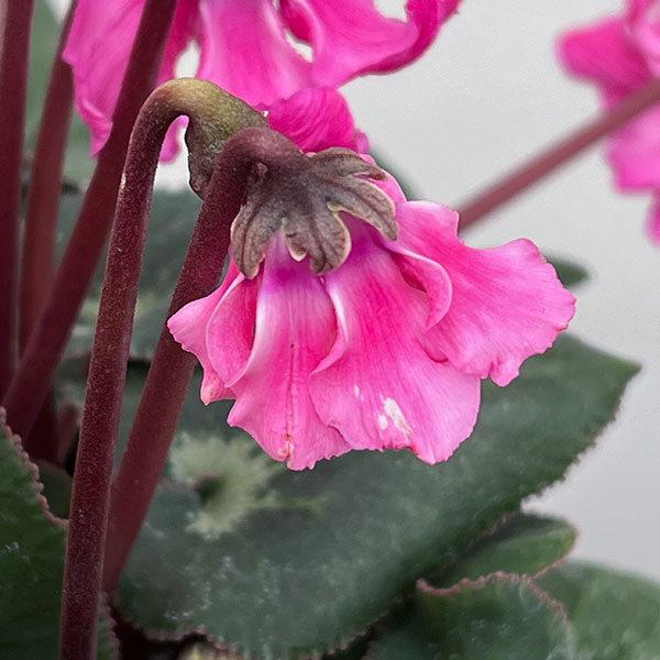 シクラメン:大内園芸さんの天使のはね 極上弁化株シリーズ(25-11)5号鉢植え【現品販売】