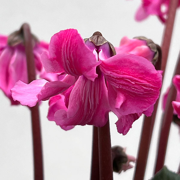 シクラメン:大内園芸さんの天使のはね 極上弁化株シリーズ(25-11)5号鉢植え【現品販売】