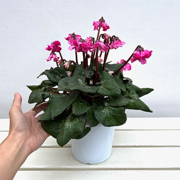 シクラメン:大内園芸さんの天使のはね 極上弁化株シリーズ(25-11)5号鉢植え【現品販売】