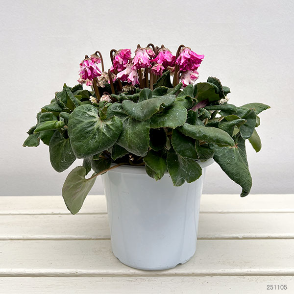 シクラメン:大内園芸さんの天使のはね 極上弁化株シリーズ(25-12)5号鉢植え【現品販売】