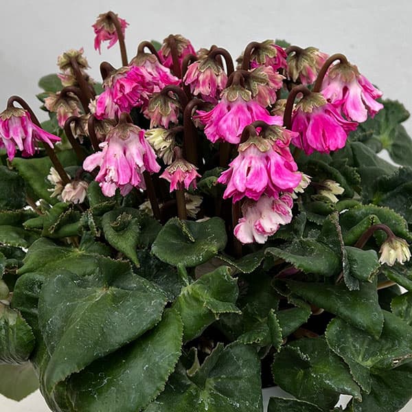 シクラメン:大内園芸さんの天使のはね 極上弁化株シリーズ(25-12)5号鉢植え【現品販売】