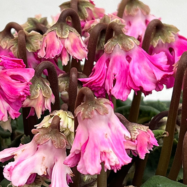 シクラメン:大内園芸さんの天使のはね 極上弁化株シリーズ(25-12)5号鉢植え【現品販売】