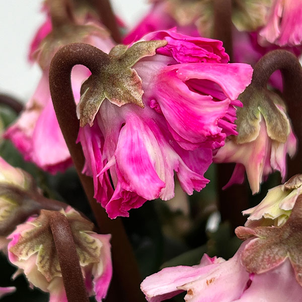 シクラメン:大内園芸さんの天使のはね 極上弁化株シリーズ(25-12)5号鉢植え【現品販売】