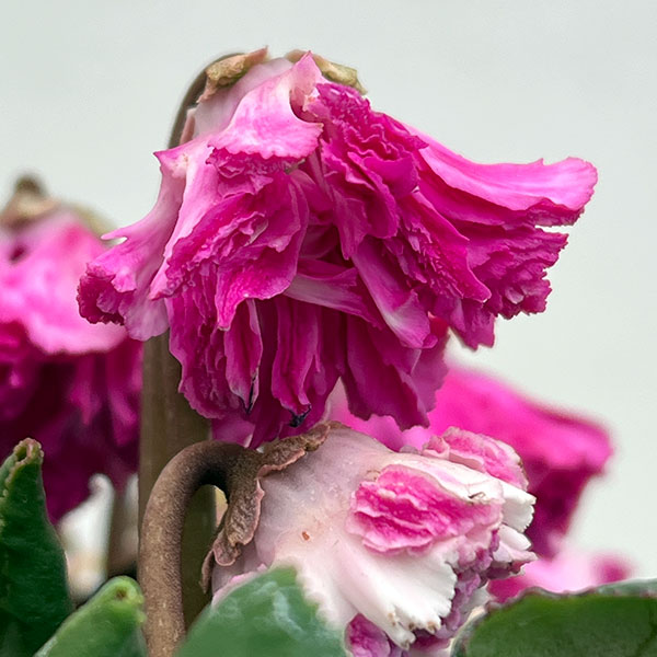 シクラメン:大内園芸さんの天使のはね 極上弁化株シリーズ(25-12)5号鉢植え【現品販売】
