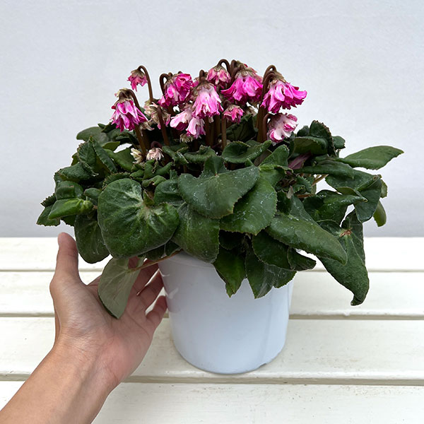 シクラメン:大内園芸さんの天使のはね 極上弁化株シリーズ(25-12)5号鉢植え【現品販売】