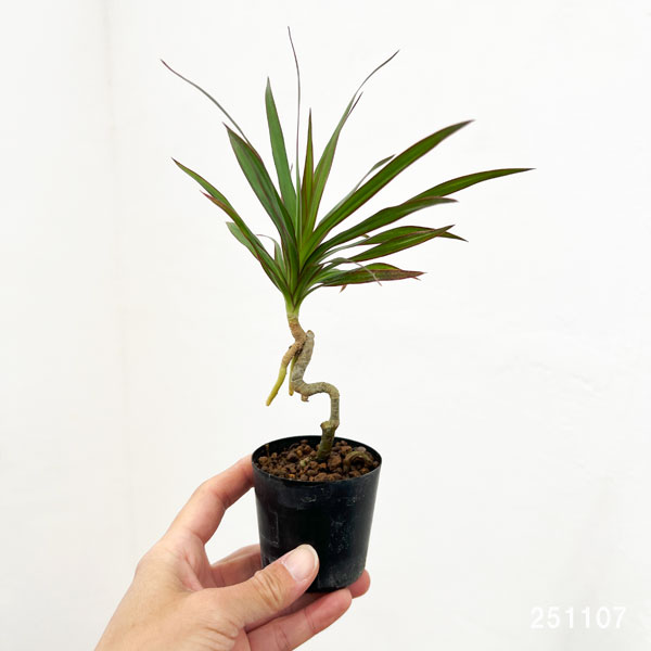 ドラセナ:コンシンナ 2号ポット