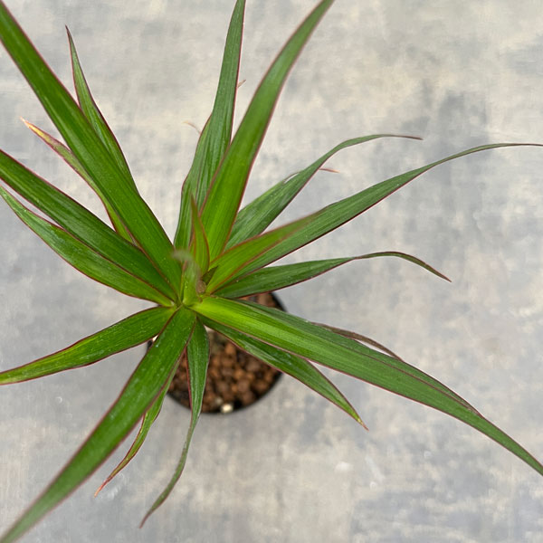 ドラセナ:コンシンナ 2号ポット