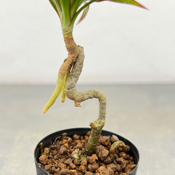 ドラセナ:コンシンナ 2号ポット