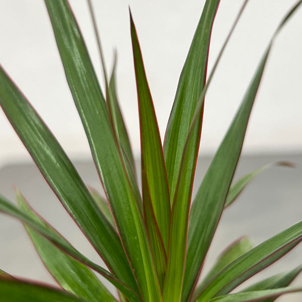 ドラセナ:コンシンナ 2号ポット