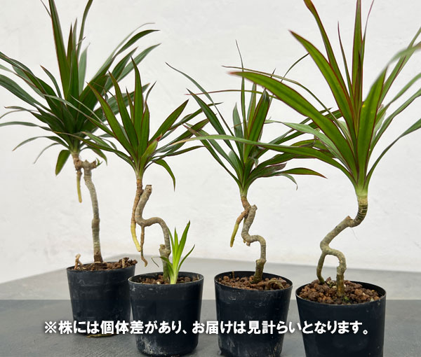 ドラセナ:コンシンナ 2号ポット