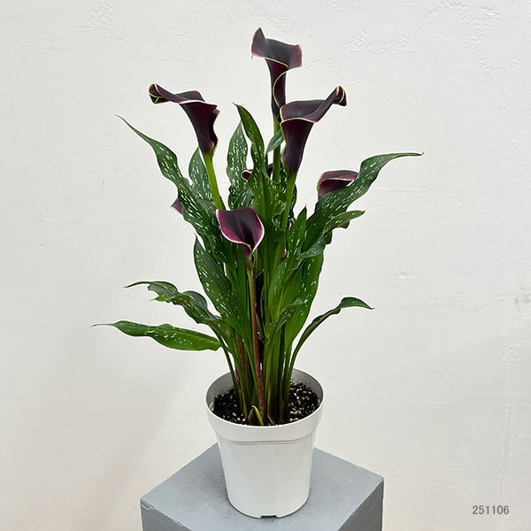 カラー:ドバイナイト 5号鉢植え