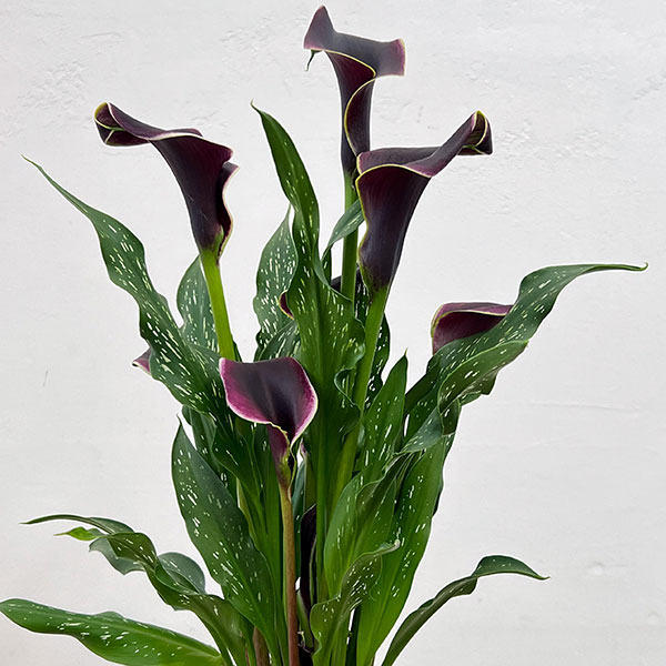 カラー:ドバイナイト 5号鉢植え