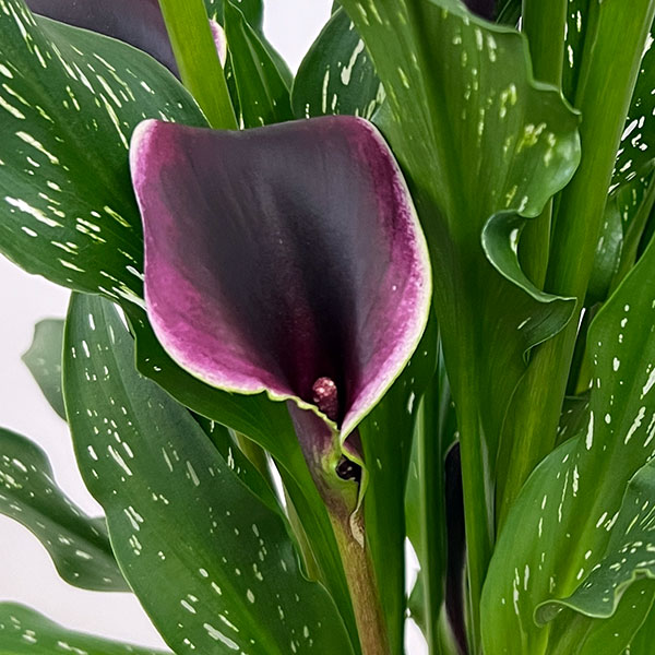 カラー:ドバイナイト 5号鉢植え