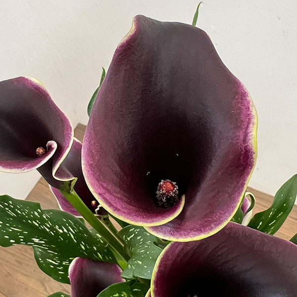 カラー:ドバイナイト 5号鉢植え