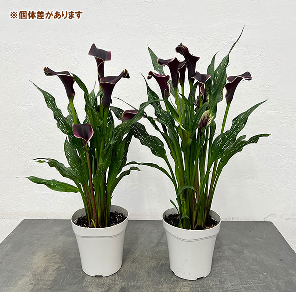 カラー:ドバイナイト 5号鉢植え