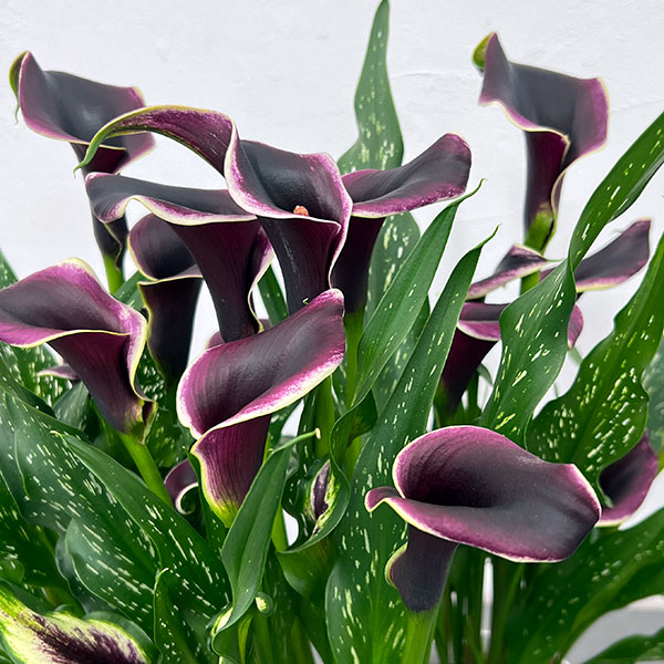 カラー:ドバイナイト 5号鉢植え