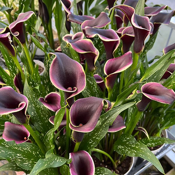 カラー：ドバイナイト　5号鉢植え