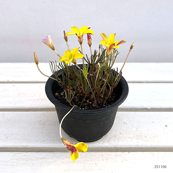 オキザリス：ナマクエンシス4号ポット