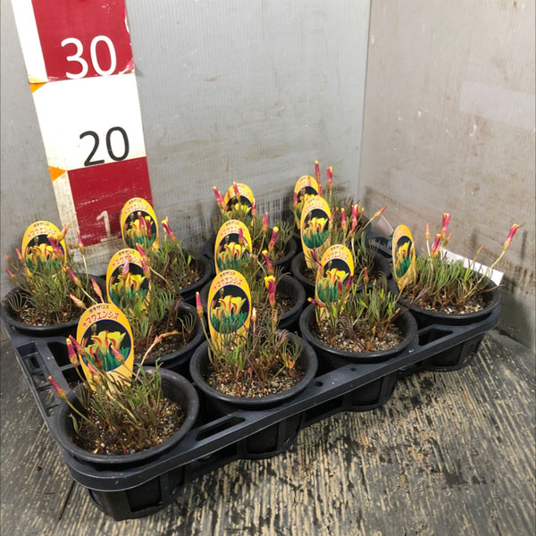 オキザリス:ナマクエンシス4号ポット