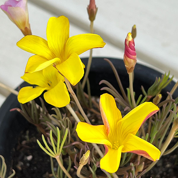 オキザリス：ナマクエンシス4号ポット