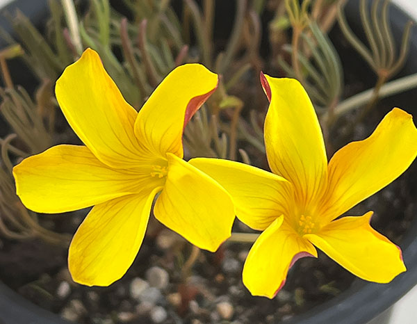 オキザリス：ナマクエンシス4号ポット