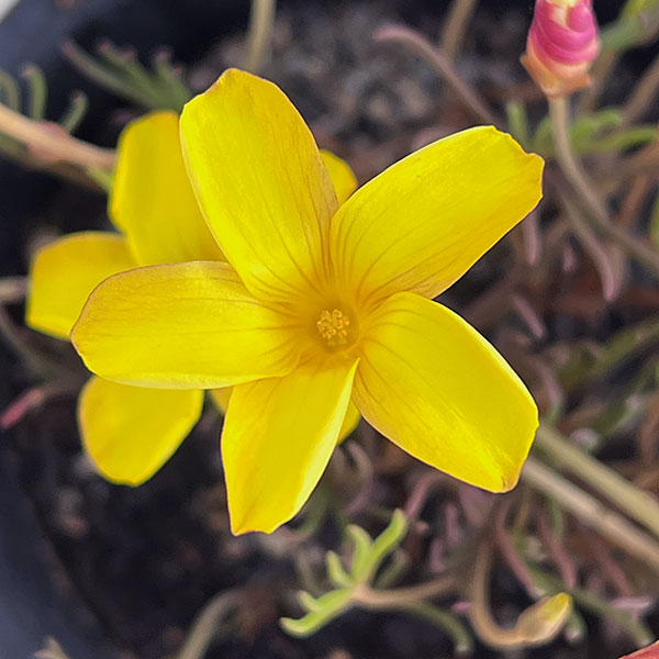 オキザリス：ナマクエンシス4号ポット