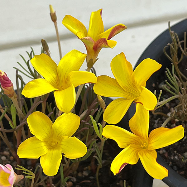 オキザリス：ナマクエンシス4号ポット