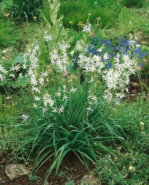 [26年3月中下旬予約]カマシア：ライヒトリニー アルバ4.5号ポット