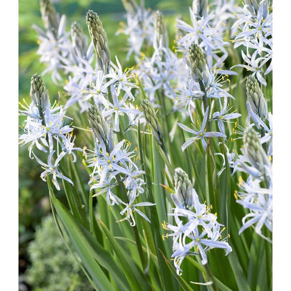 [26年3月中下旬予約]カマシア：クシキー4.5号ポット