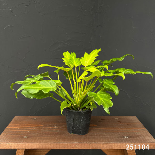 フィロデンドロン:ゴールデンザナドゥ 3.5号ポット