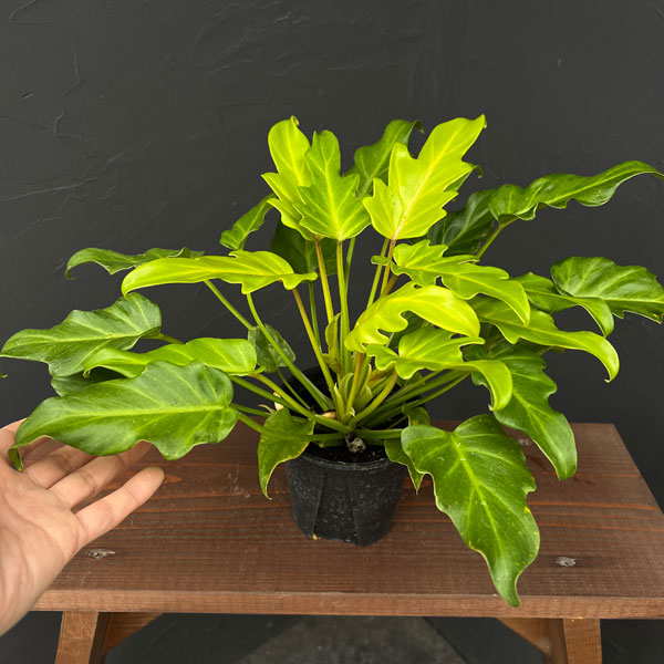 フィロデンドロン:ゴールデンザナドゥ 3.5号ポット