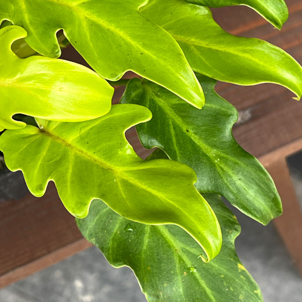 フィロデンドロン:ゴールデンザナドゥ 3.5号ポット