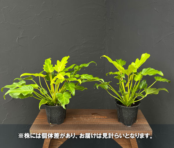 フィロデンドロン:ゴールデンザナドゥ 3.5号ポット