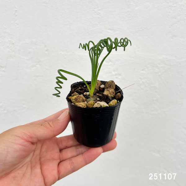 アルブカ:スピラリス 2号ポット