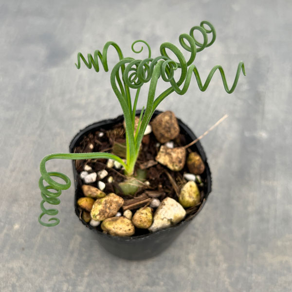 アルブカ:スピラリス 2号ポット