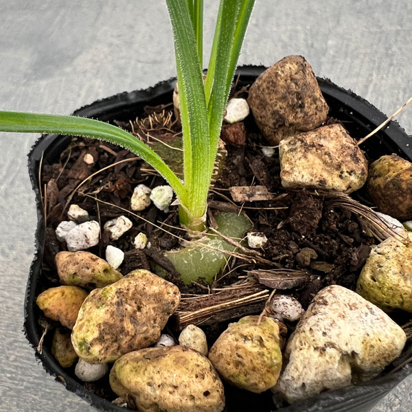 アルブカ:スピラリス 2号ポット