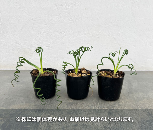 アルブカ:スピラリス 2号ポット