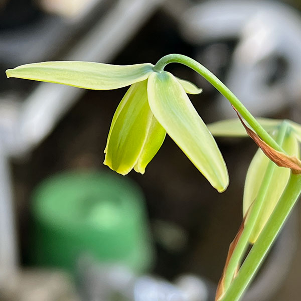 アルブカ：スピラリス　 2号ポット