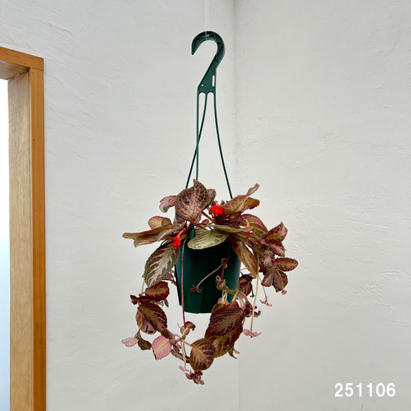 エピスシア:クプレアータ ピンクアカジュ 5号吊り鉢