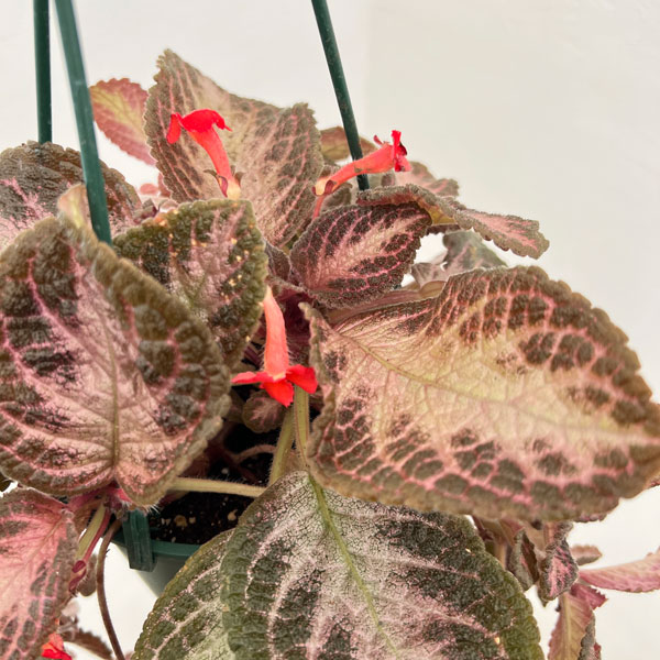 エピスシア:クプレアータ ピンクアカジュ 5号吊り鉢