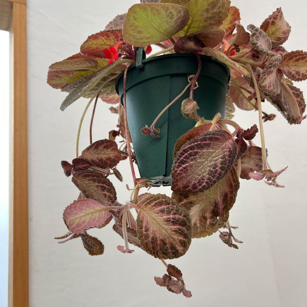 エピスシア:クプレアータ ピンクアカジュ 5号吊り鉢