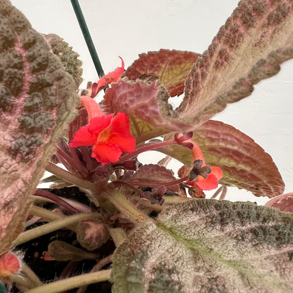 エピスシア:クプレアータ ピンクアカジュ 5号吊り鉢