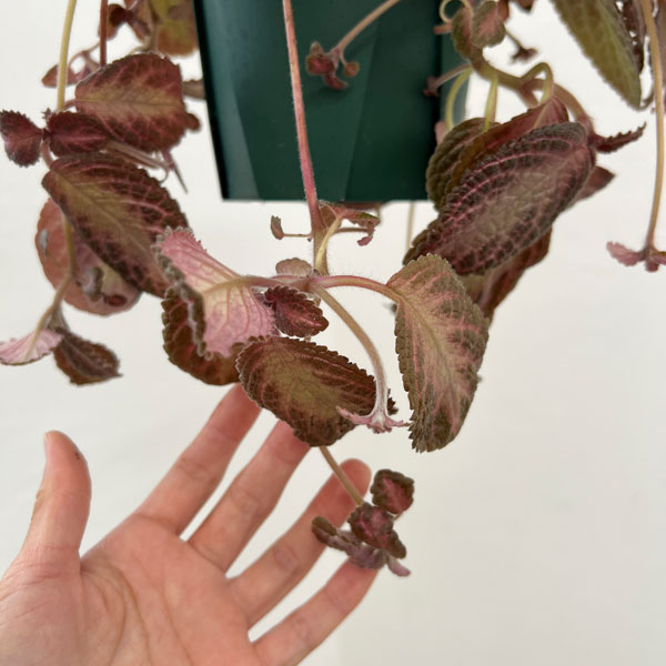 エピスシア:クプレアータ ピンクアカジュ 5号吊り鉢